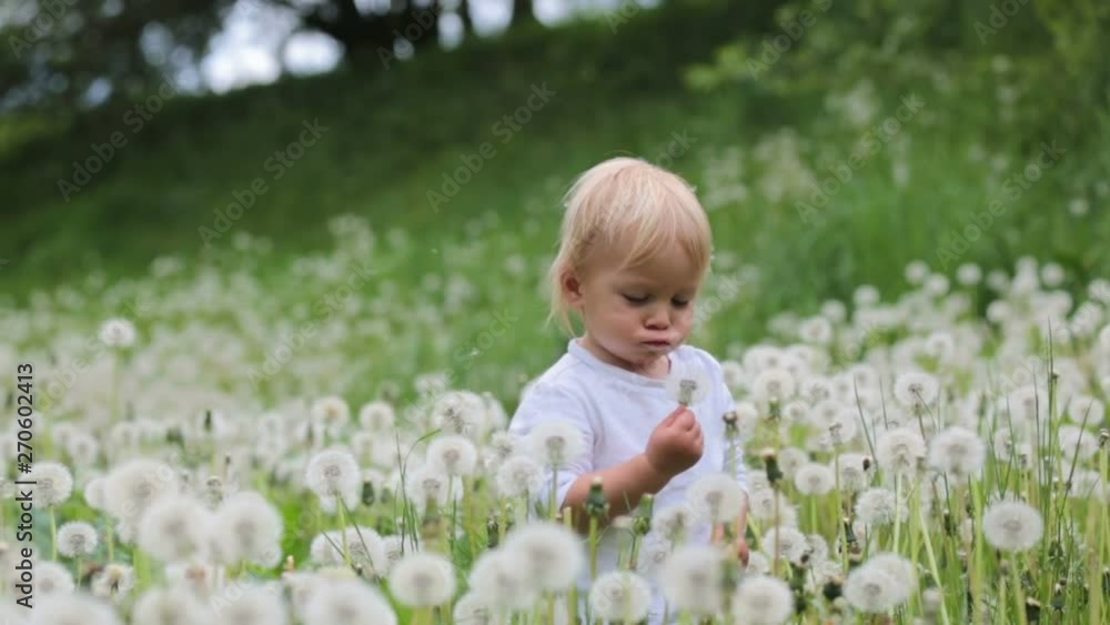 Sweet boy, child, blowing on dandelion beautiful field with many flowers Sweet boy, child, blowing on dandelion beautiful field with many flowers