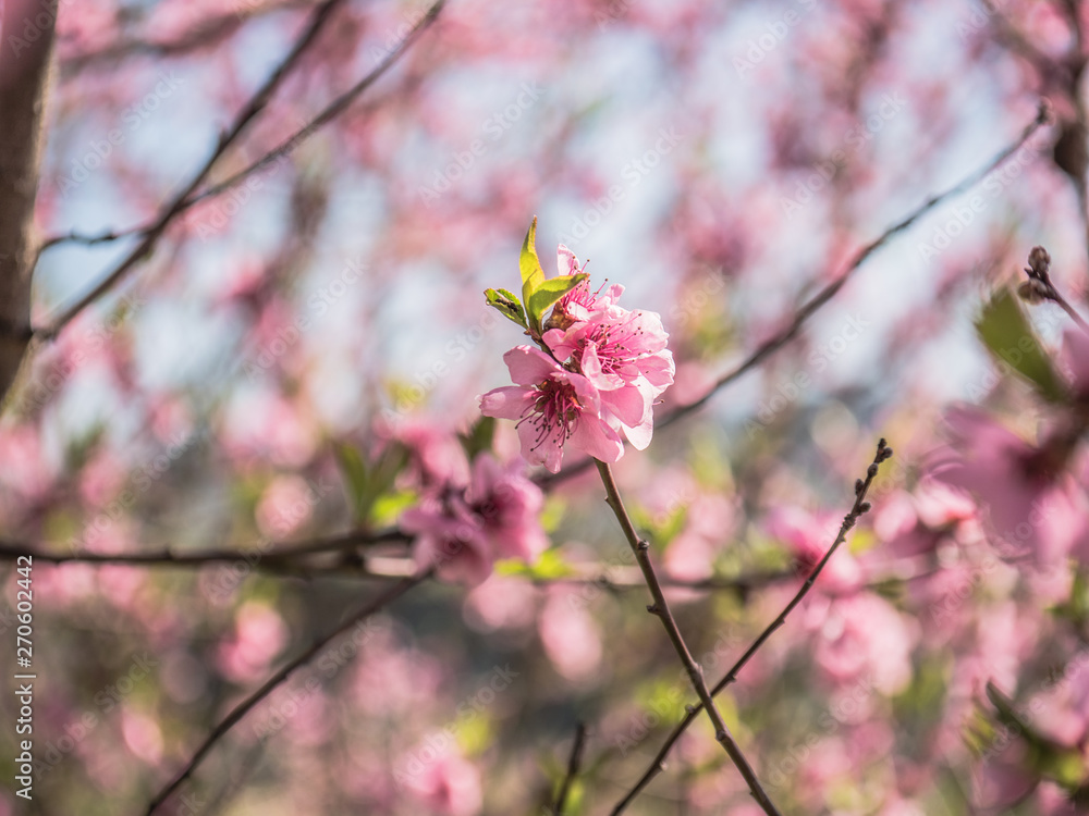 Obraz premium little flowers