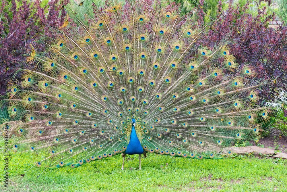 Obraz premium Close up male peacock with fully unfolded feathers of his tail