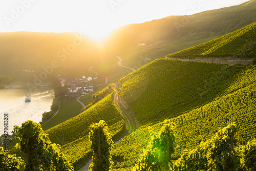 wineyards in mosel valley