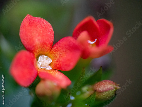 Flor roja verde fonfo 