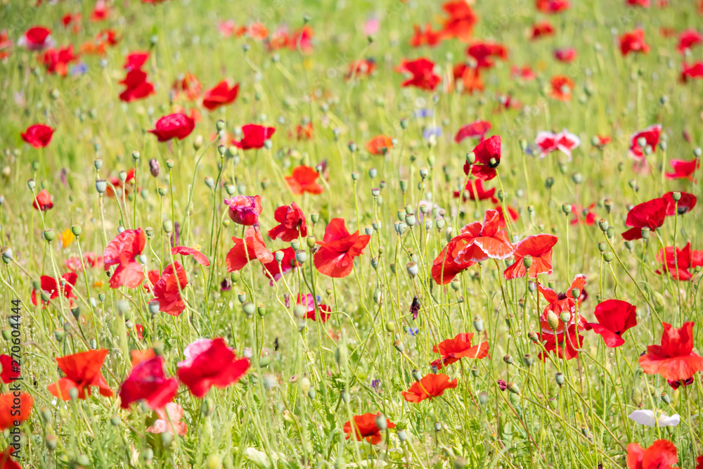 Fototapeta premium ポピー