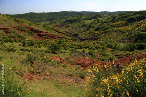 In May near the Malavieille castle, green spring hills ripple under yellow brooms growing in the red earth of the Salagou Lake region (Hérault) in the South of France. photo