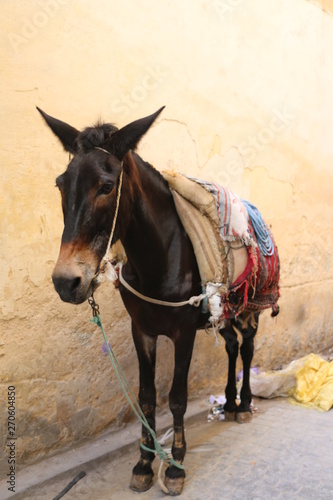 Morocco - A donkey in a narrow street 