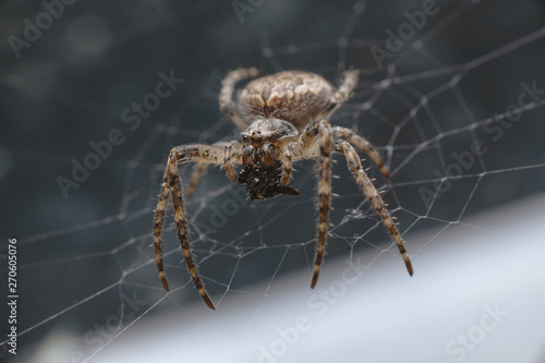 A bright spider sits in the center of the web waiting for its prey. Macro, selective focus