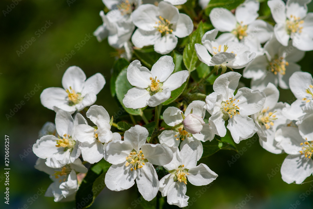 The Apple tree blossomed with white flowers in may