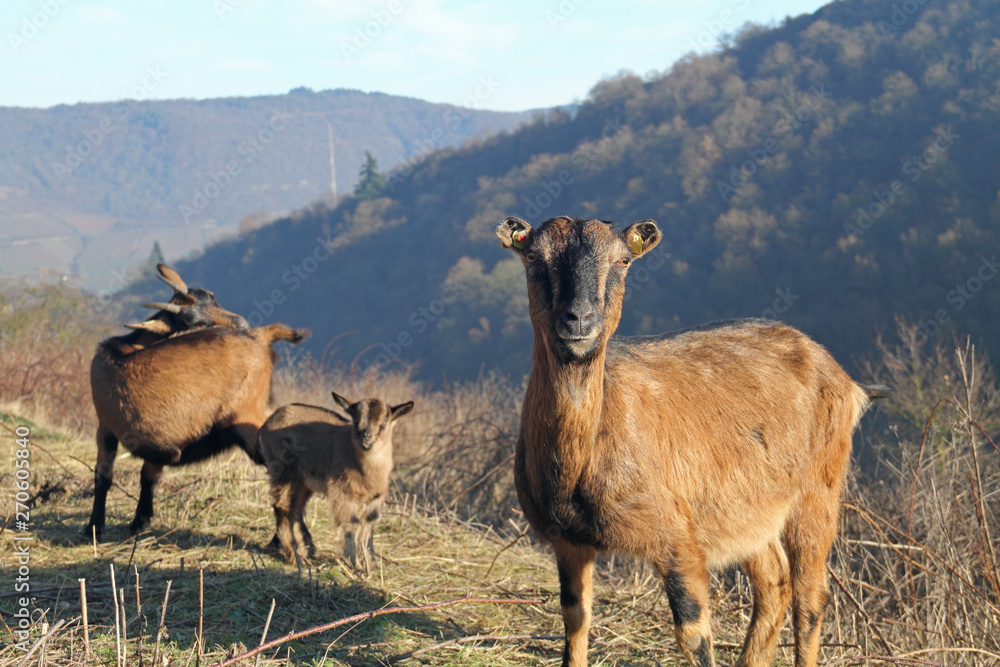 Naklejka premium Hausziege