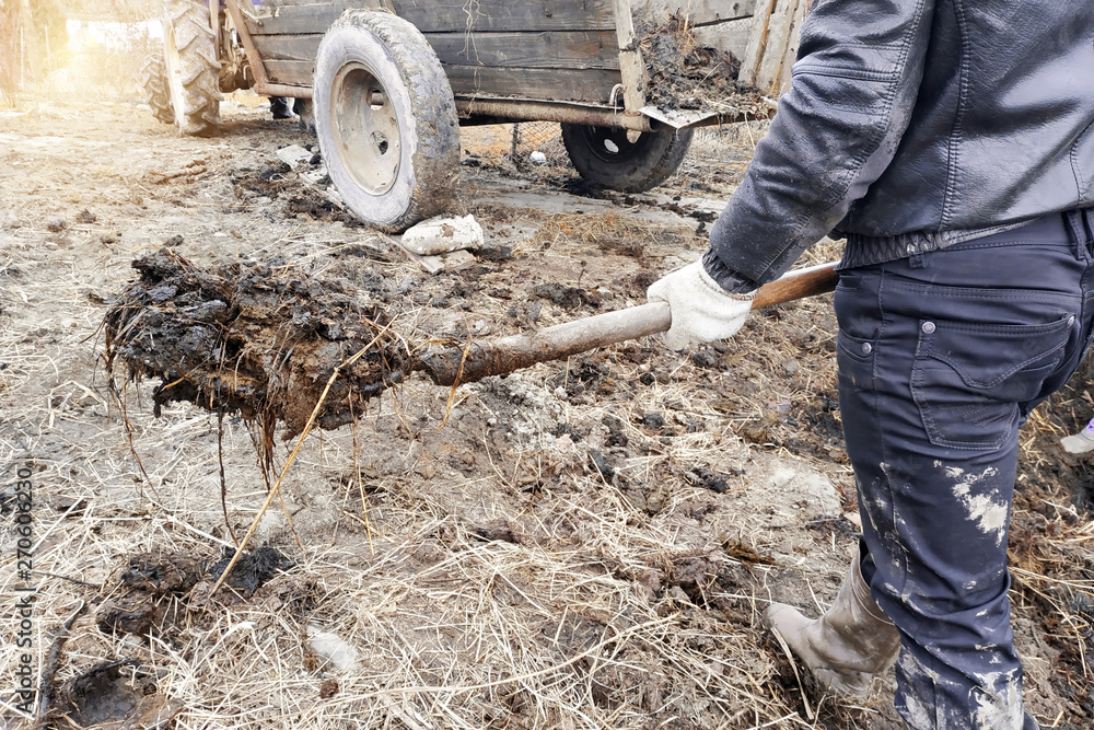 A woman and a man near the barn for cows choose manure from a pit for