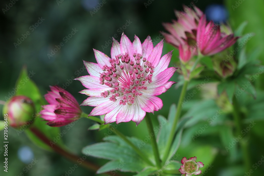 Sterndolde in Pink Makro Astrantia Sterndolde in Pink Makro Astrantia
