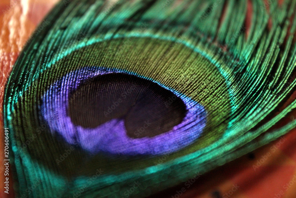 Obraz premium Peacock Feather Close-up
