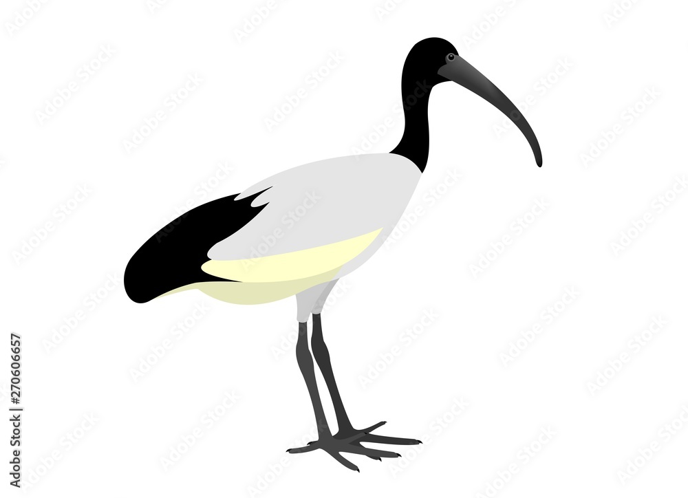 Obraz premium Illustration of an African sacred ibis, Threskiornis aethiopicus