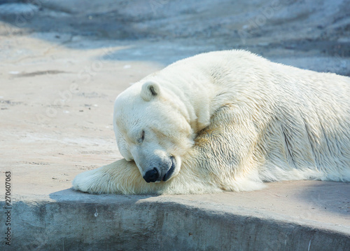 The polar bear is sleeping. Polar bear is a typical inhabitant of the Arctic. The polar bear is the largest member of the entire Carnivora.