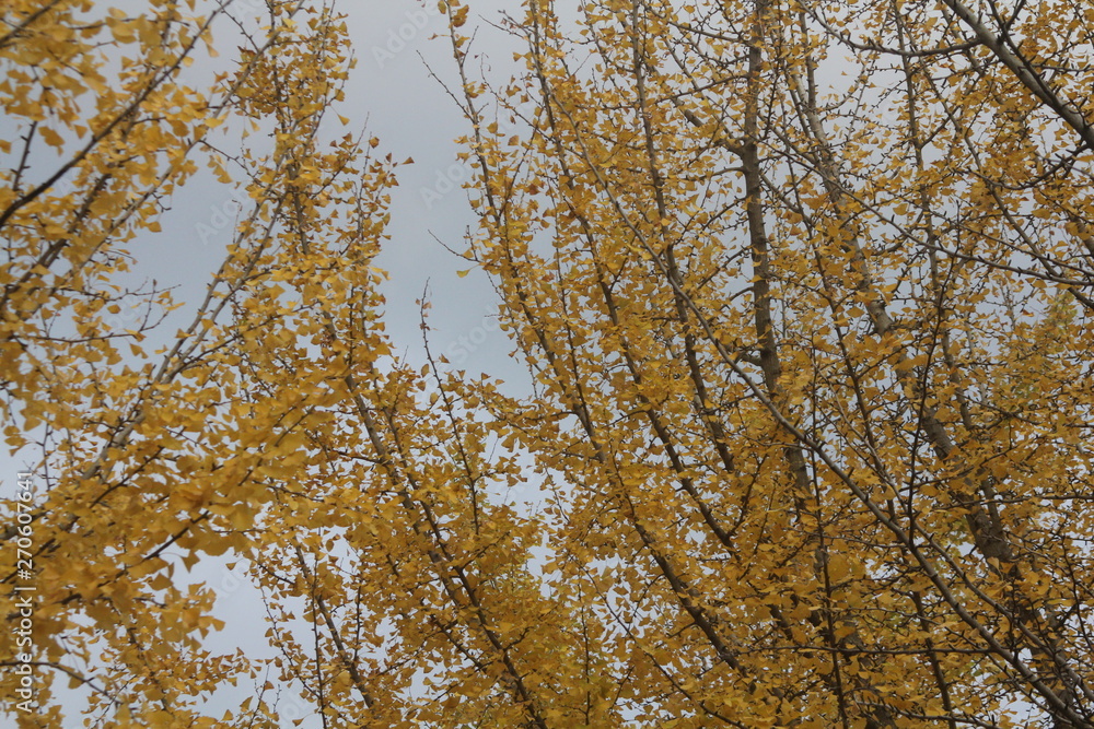 Fototapeta premium イチョウ並木