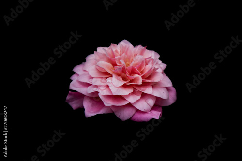 Beautiful Pink rose isolated with Black background. Bishop s Castle rose. 