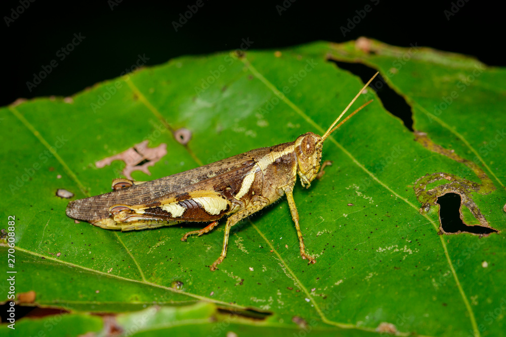 Image of white-banded grasshopper(Stenocatantops splendens) on green leaf. Insect. Animal. Image of white-banded grasshopper(Stenocatantops splendens) on green leaf. Insect. Animal.
