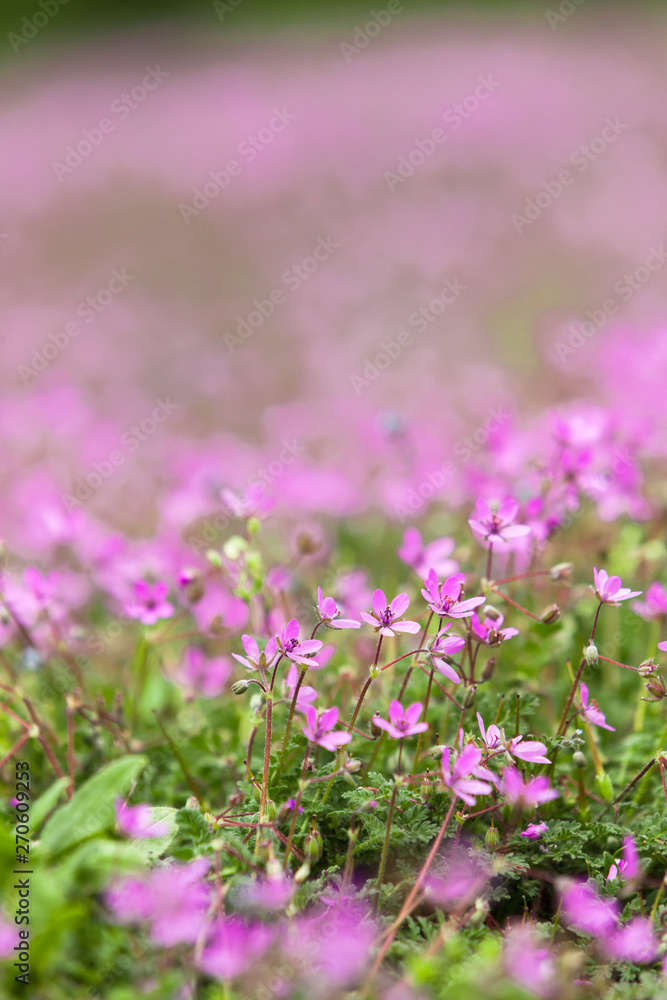 Many little violet Flowers on a Meadow in the Park, open Aperture, shallow Depth of Field Many little violet Flowers on a Meadow in the Park, open Aperture, shallow Depth of Field