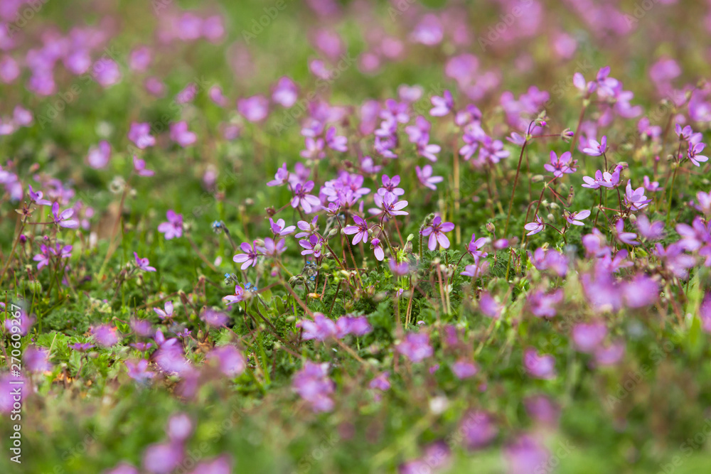 Many little violet Flowers on a Meadow in the Park, open Aperture, shallow Depth of Field