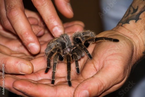 Close up of human hands holding poisonous tarantula spider