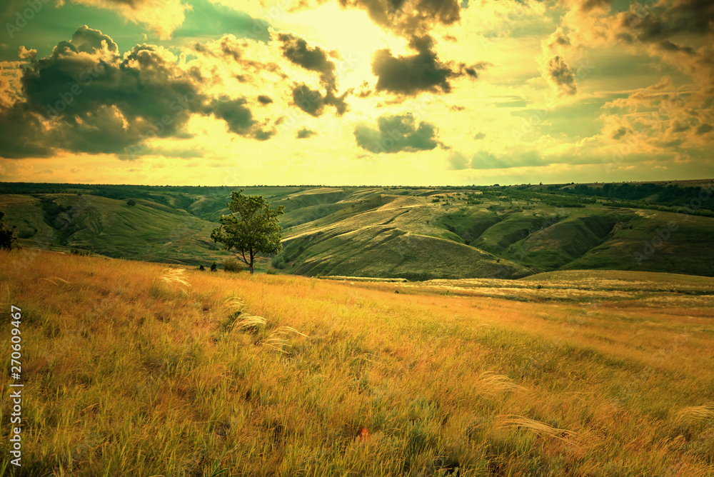 Lonely tree in summer steppe beautiful landscape