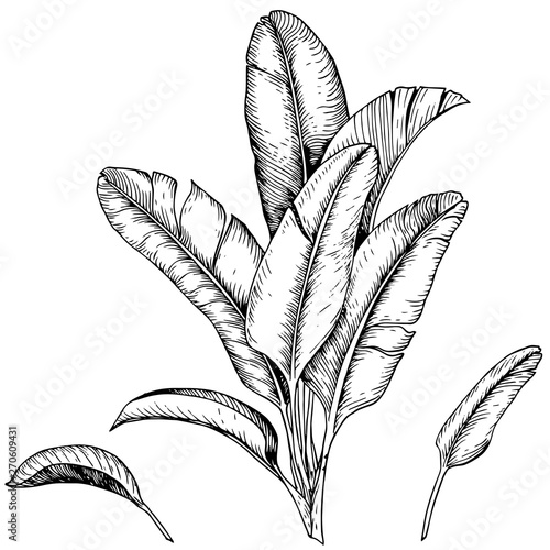 Set of tropical banana leaves and branches. Black and white vector. Hand drawn illustration.