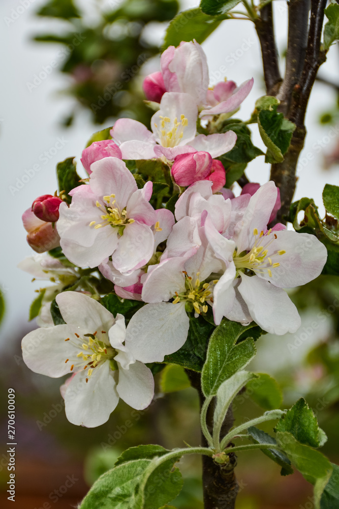 Flowers of apple tree opened under the sun Flowers of apple tree opened under the sun
