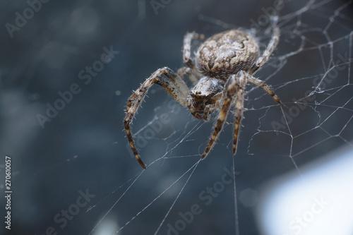 A huge spider sits in the center of the web waiting for its prey. Macro, selective focus