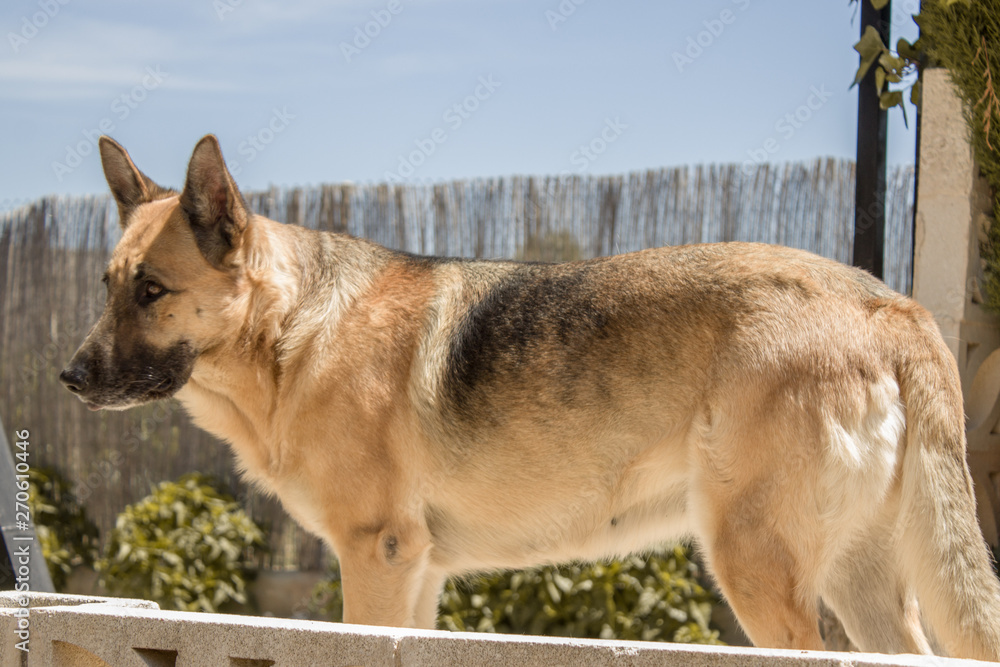 perro pastor alemán mirando