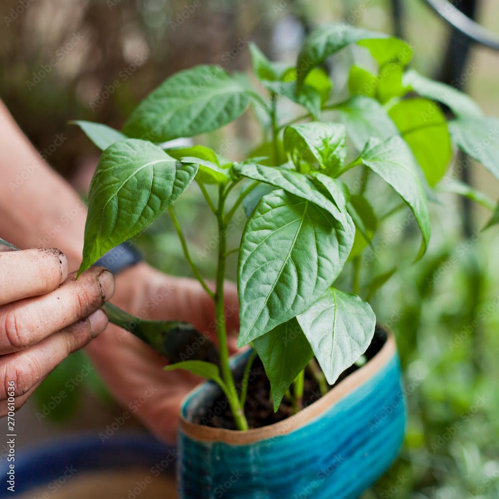 Man gardener transplanting young chili pepper plants to bigger pots - gardening activity on the sunny balcony.