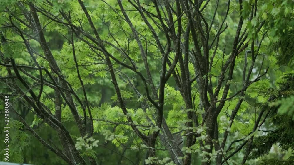 雨と風と新緑の森 023 60P スローモーション ナナカマド 雨と風と新緑の森 023 60P スローモーション ナナカマド