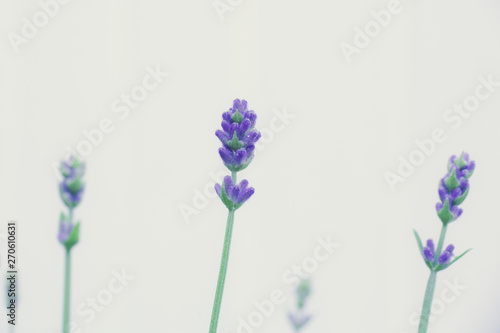 Fototapeta Naklejka Na Ścianę i Meble -  Purple Lavender Buds