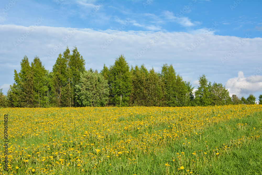 Obraz premium Green trees stretch towards the sky