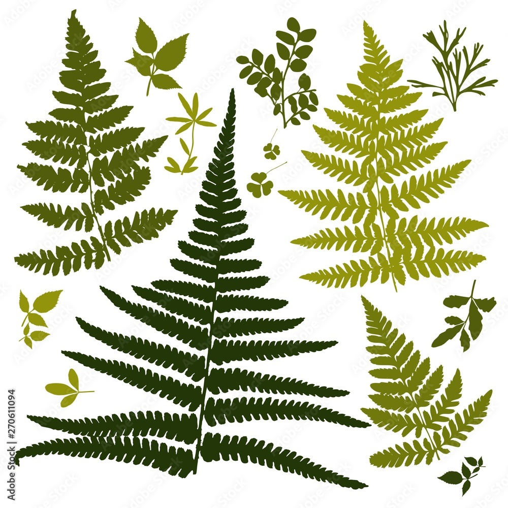 Set of silhouettes of botanical elements. Branches with leaves, herbs, wild plants, trees. Garden and forest collection of leaves and grass.  illustration on white background 