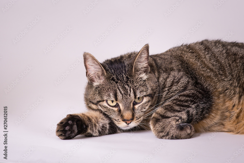 Close up of a lazy gray and black tabby house cat laying head on front paw studio shot Close up of a lazy gray and black tabby house cat laying head on front paw studio shot