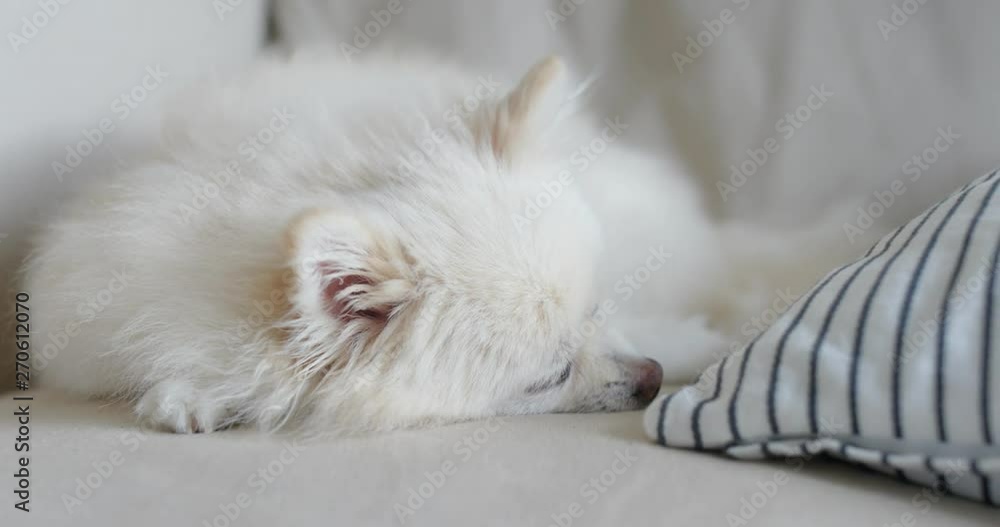 White pomeranian sleep on the sofa White pomeranian sleep on the sofa