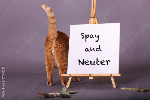 Spay and neuter white canvas sign with orange tabby cat standing 