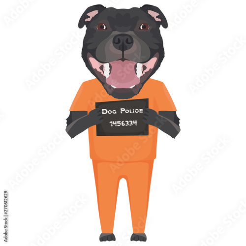 Polizeifoto Gefängniskleidung Staffordshire Bullterrier