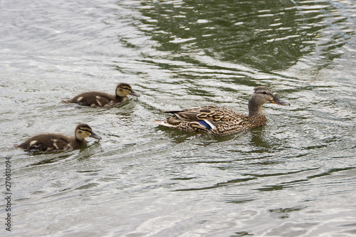 Duck family on a boat trip. photo