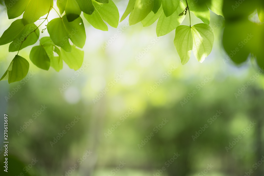 Closeup of nature green leaf and sunlight with greenery blurred background use as decoration ecology environment , fresh wallpaper concept. - Image Closeup of nature green leaf and sunlight with greenery blurred background use as decoration ecology environment , fresh wallpaper concept. - Image