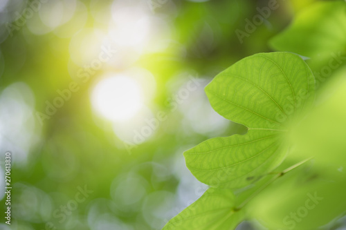 Closeup of nature green leaf and sunlight with greenery blurred background use as decoration ecology environment , fresh wallpaper concept. - Image © Dilok