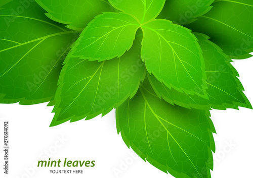 Fresh mint on a white background. Menthol is a healthy scent. Herbal natural plant. Mint green leaves. Vector illustration for your design.