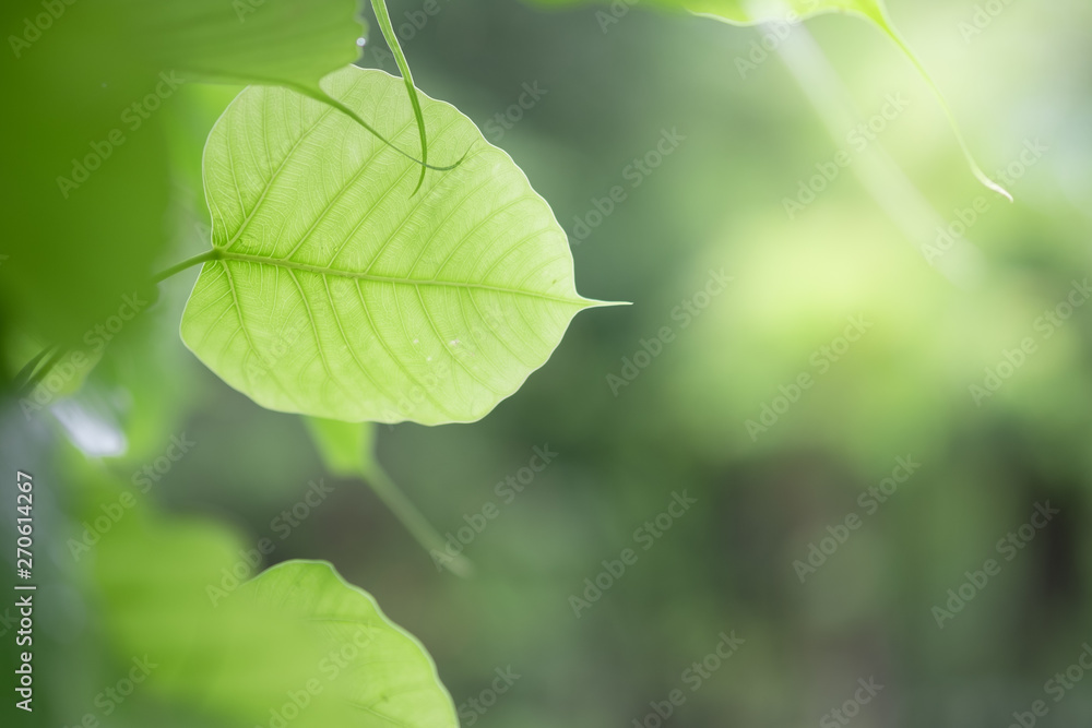 Closeup of nature green leaf and sunlight with greenery blurred background use as decoration ecology environment , fresh wallpaper concept. - Image Closeup of nature green leaf and sunlight with greenery blurred background use as decoration ecology environment , fresh wallpaper concept. - Image