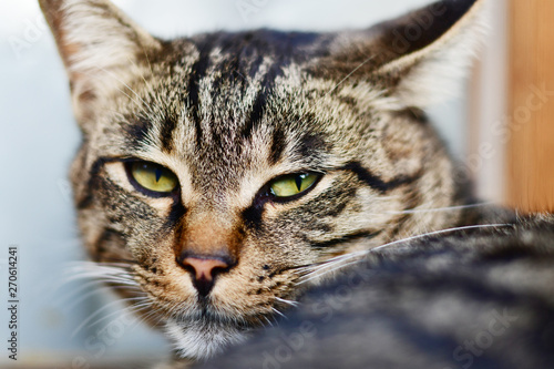 Grey cat looking at the camera closeup © Maria Kazanova