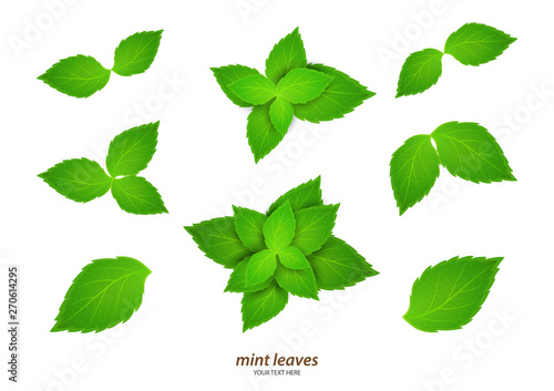 Fresh mint on a white background. Menthol is a healthy scent. Herbal natural plant. Mint green leaves. Vector illustration for your design.
