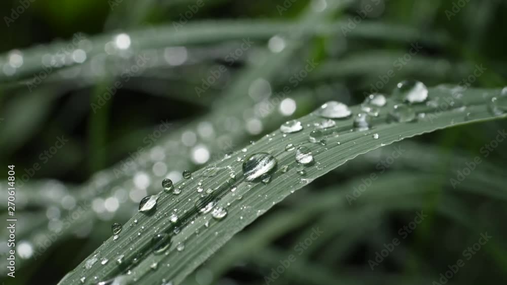Water drops slide on tropical green leaf in slow motion Water drops slide on tropical green leaf in slow motion