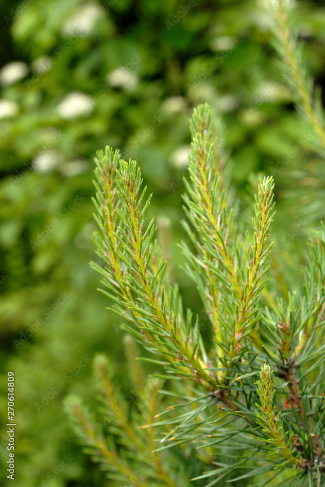 New spruce twigs in the spring season. Shallow depth of field New spruce twigs in the spring season. Shallow depth of field