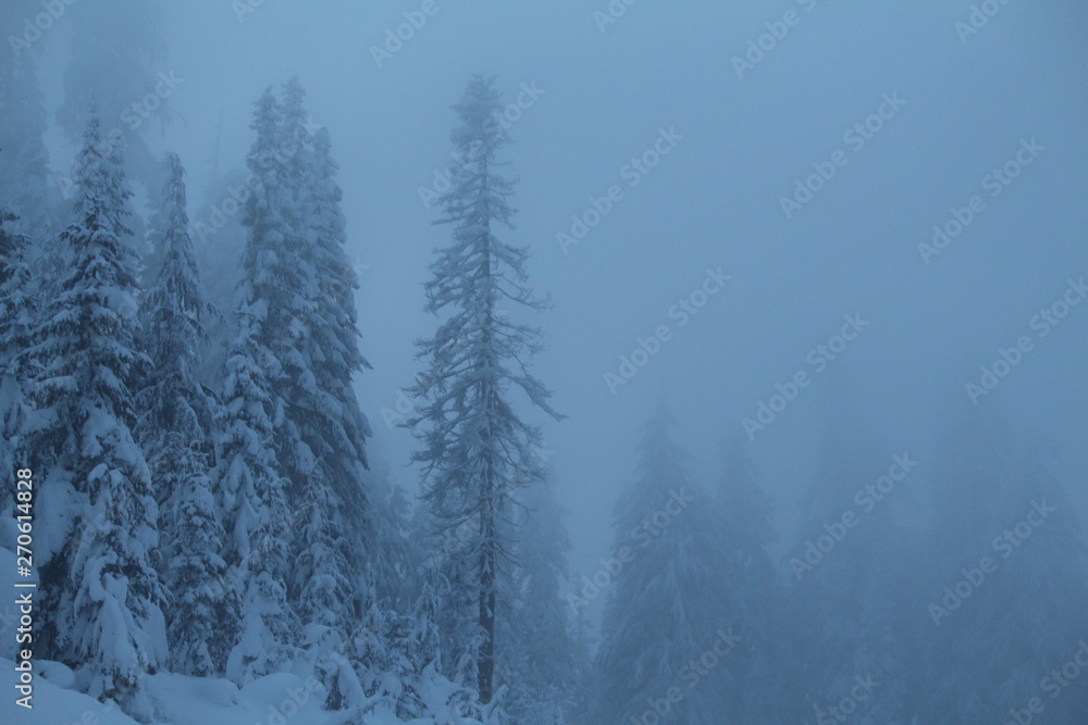 tree fog tree fog