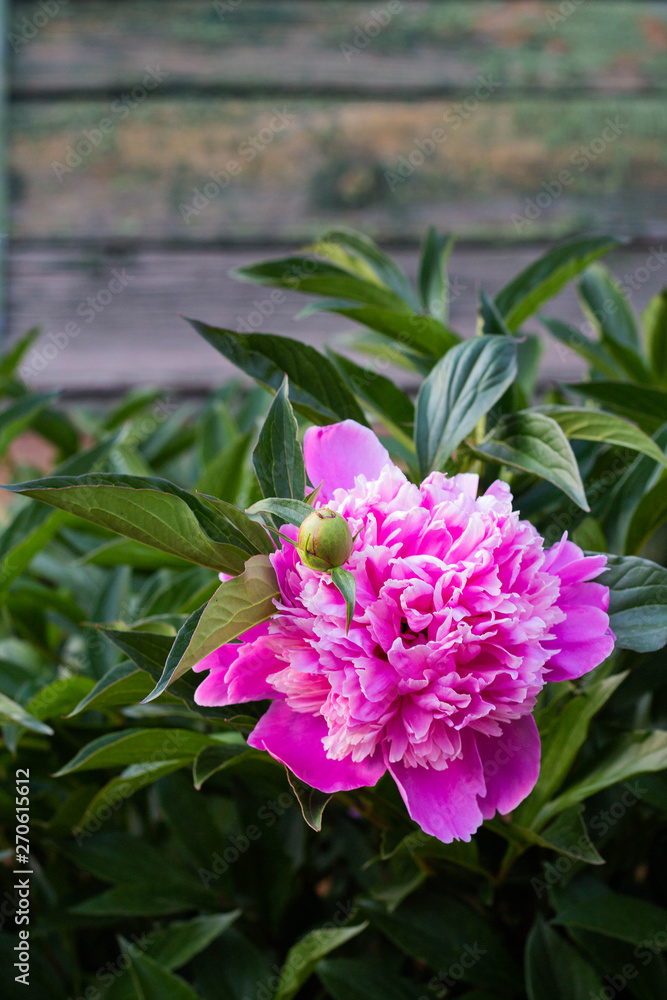 Obraz premium pink peony flower growing in the garden