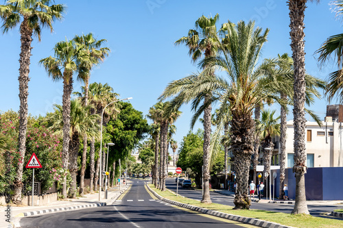 Palm trees grow along the street in the seaside town © Gioia