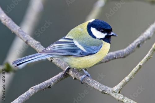 Great Tit (Parus major), perched in a tree, Quantock Hills, Somerset, England, UK.