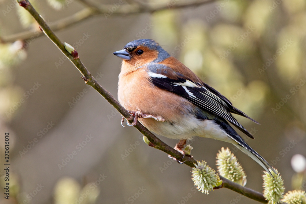 Chaffinch (Fringilla coelebs), perched in a tree, Quantock Hills, Somerset, England, UK. Chaffinch (Fringilla coelebs), perched in a tree, Quantock Hills, Somerset, England, UK.